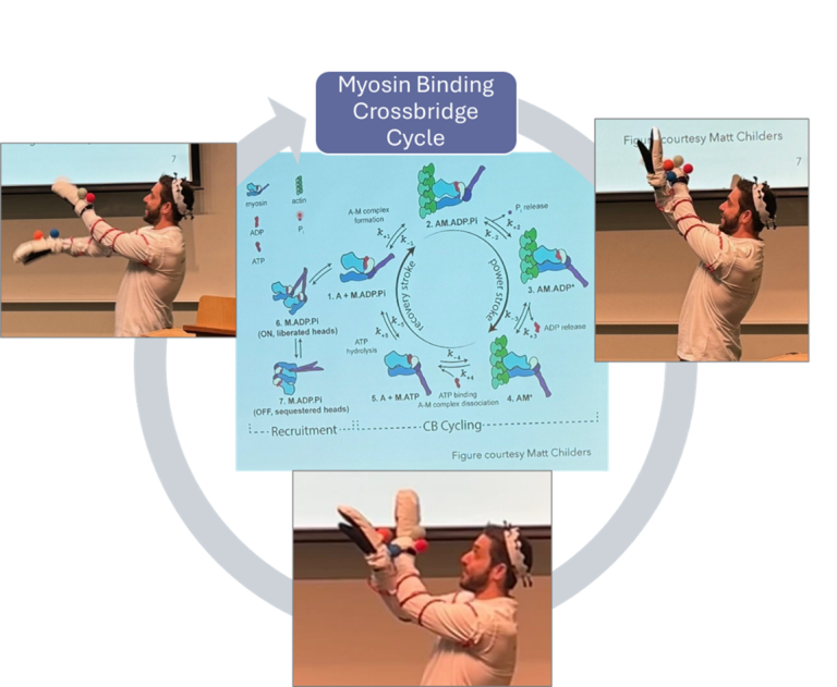 Images of Dr. Mandrycky demonstrating the myosin crossbridge cycle overlay on a diagram of the myosin crossbridge cycle.