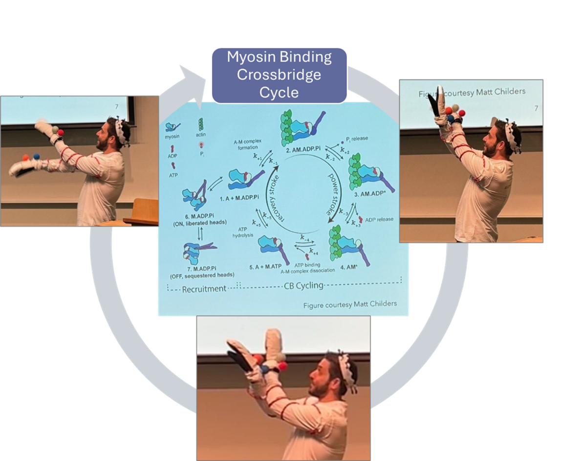 Images of Dr. Mandrycky demonstrating the myosin crossbridge cycle overlay on a diagram of the myosin crossbridge cycle.